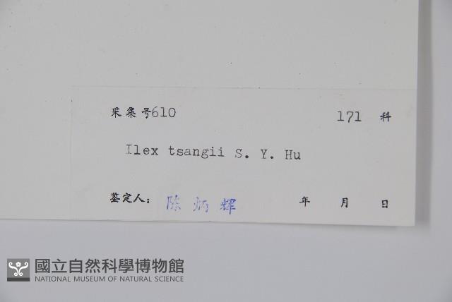 細枝冬青藏品圖，第2張