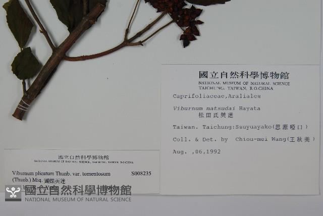 蝴蝶莢迷藏品圖，第2張