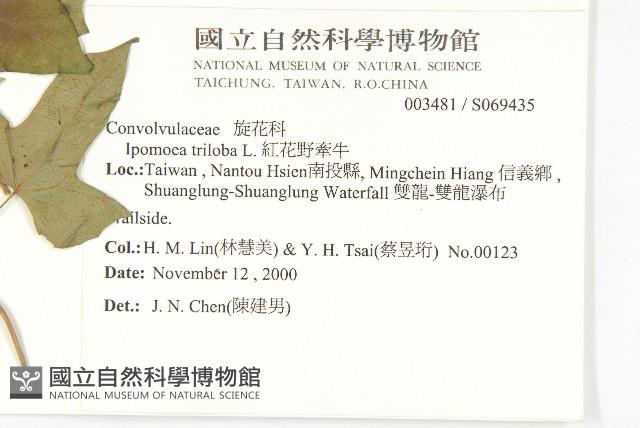 紅花野牽牛藏品圖，第2張