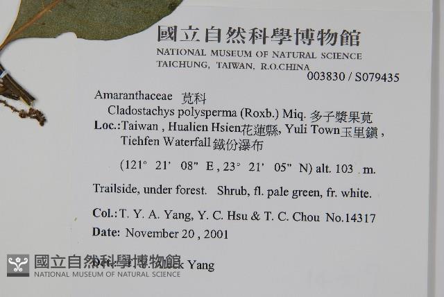 多子漿果莧藏品圖，第2張