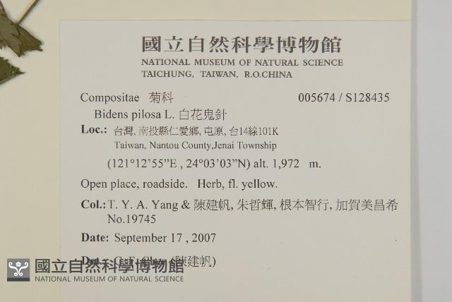 白花鬼針藏品圖，第2張