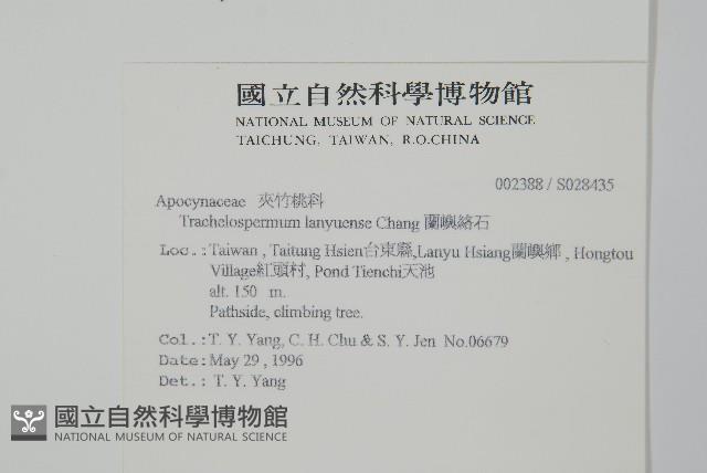 蘭嶼絡石藏品圖，第2張