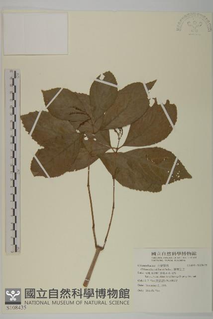 臺灣及己藏品圖，第1張