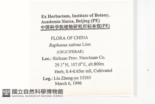 蘿蔔、夢卜藏品圖，第2張