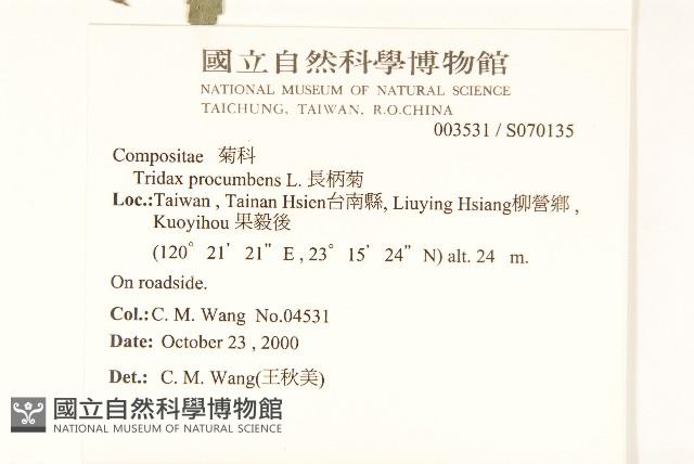 長柄菊藏品圖，第2張