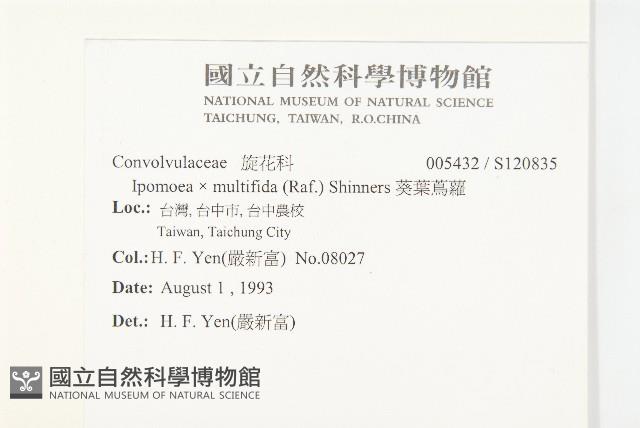 葵葉蔦蘿藏品圖，第2張