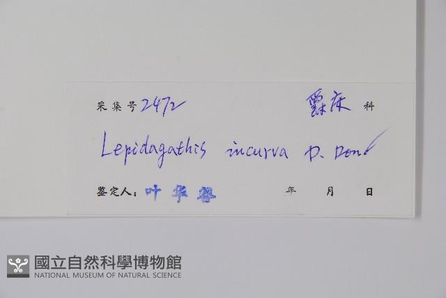 鱗花草藏品圖，第2張