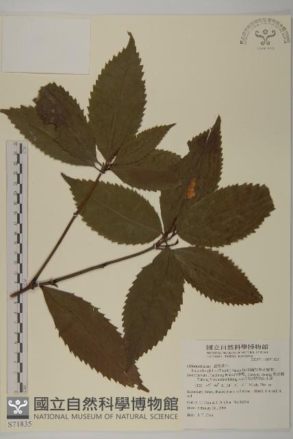 草珊瑚、紅果金粟蘭藏品圖，第1張