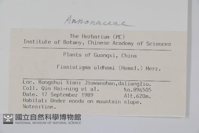 瓜馥木藏品圖，第2張