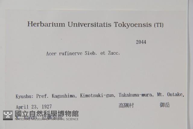 褐脈槭藏品圖，第2張