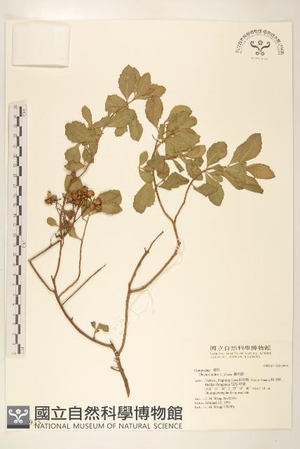 鯽魚膽、闊苞菊藏品圖，第1張