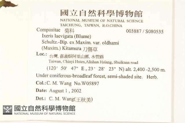 刀傷草藏品圖，第2張