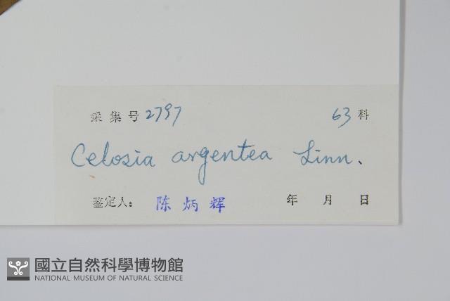 青葙藏品圖，第2張