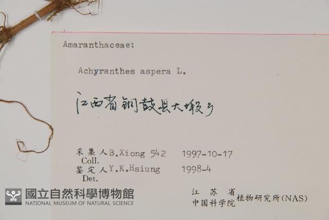 土牛膝藏品圖，第2張