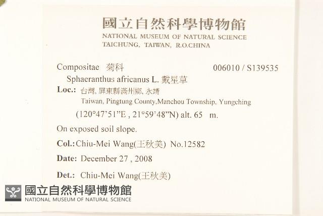 戴星草藏品圖，第2張