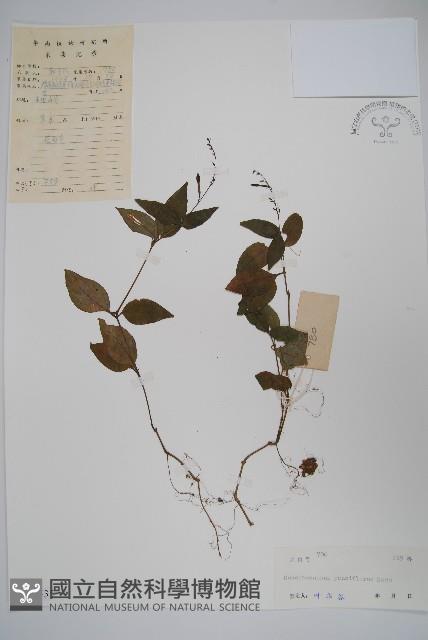 針刺草藏品圖，第1張