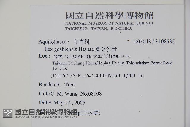 圓葉冬青藏品圖，第2張