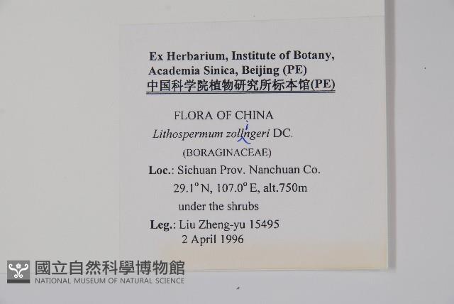 梓木草藏品圖，第2張