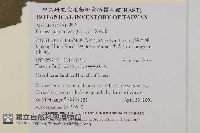 艾納香藏品圖，第2張