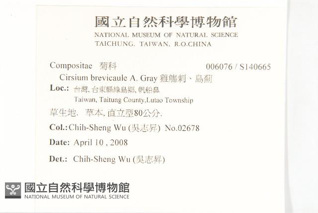 白花小薊藏品圖，第2張