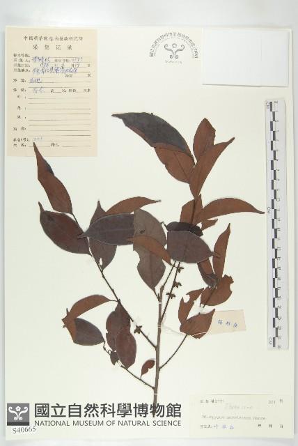 山紅柿藏品圖，第1張