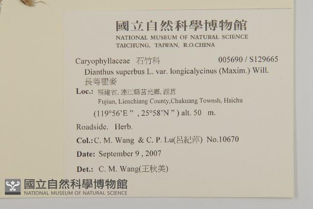 長萼瞿麥藏品圖，第2張