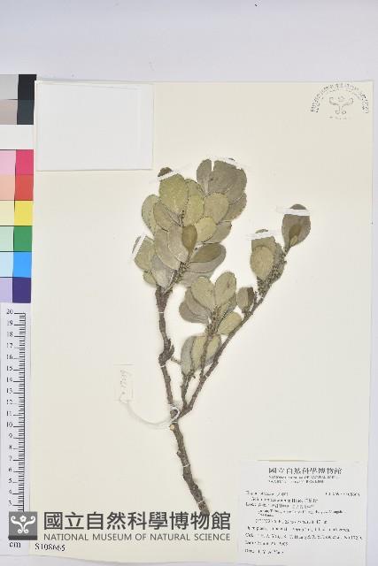 白樹仔藏品圖，第1張