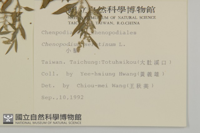 小葉藜藏品圖，第2張