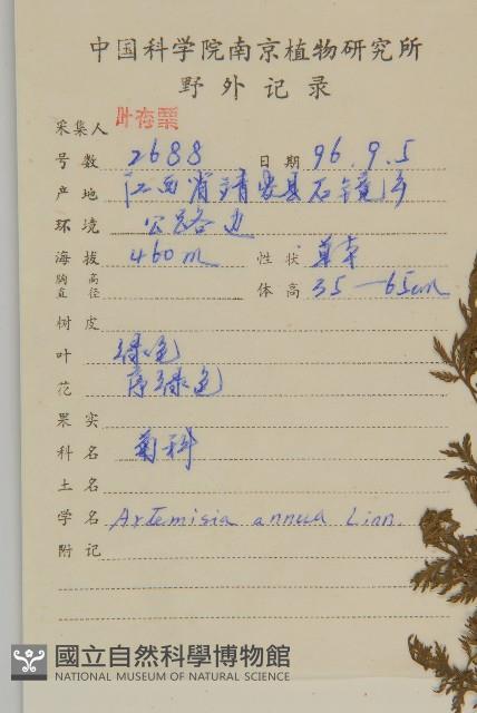 黃花蒿藏品圖，第2張