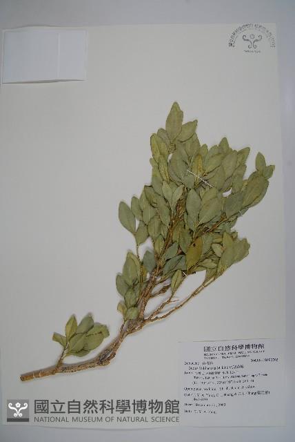 琉球黃楊藏品圖，第1張