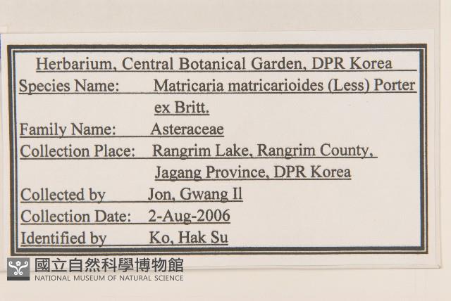 同花母菊藏品圖，第2張