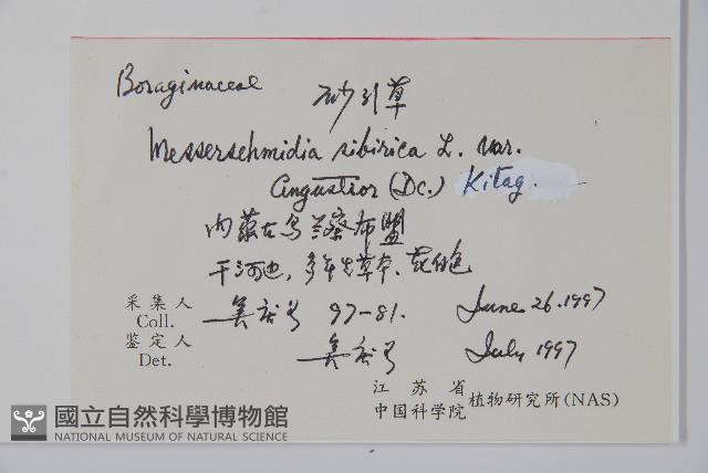 砂引草藏品圖，第2張