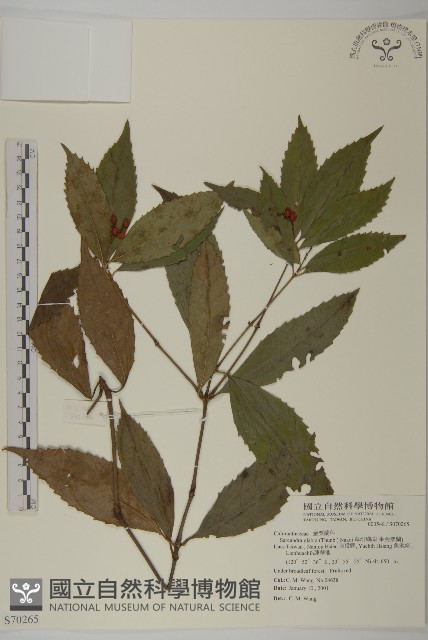 草珊瑚、紅果金粟蘭藏品圖，第1張