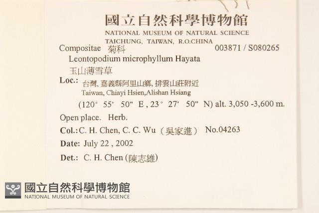 玉山薄雪草藏品圖，第2張