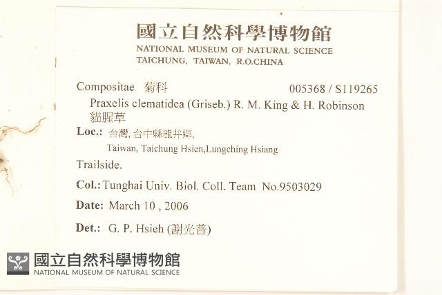 貓腥草藏品圖，第2張