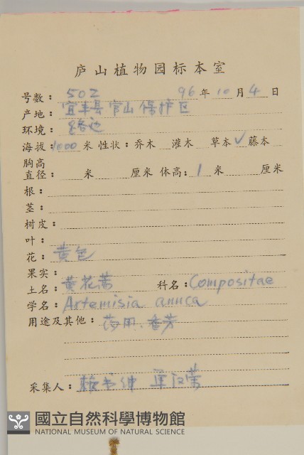 黃花蒿藏品圖，第2張