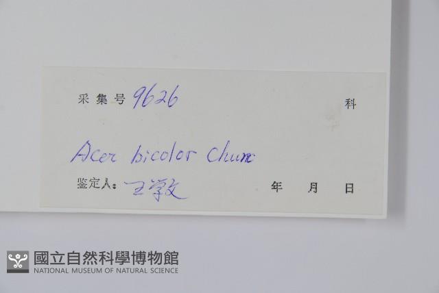 兩色槭藏品圖，第2張