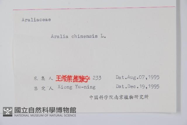 蔥木藏品圖，第2張