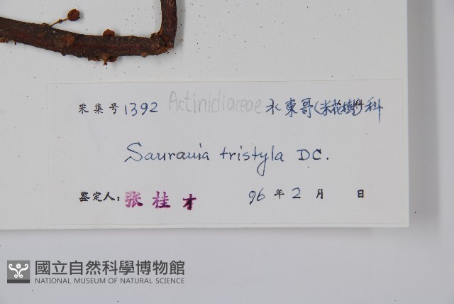 水東哥藏品圖，第2張