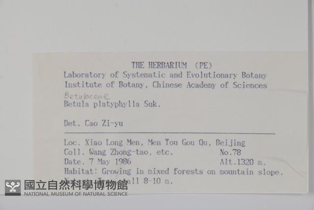 白樺、粉樺、臭樺藏品圖，第2張