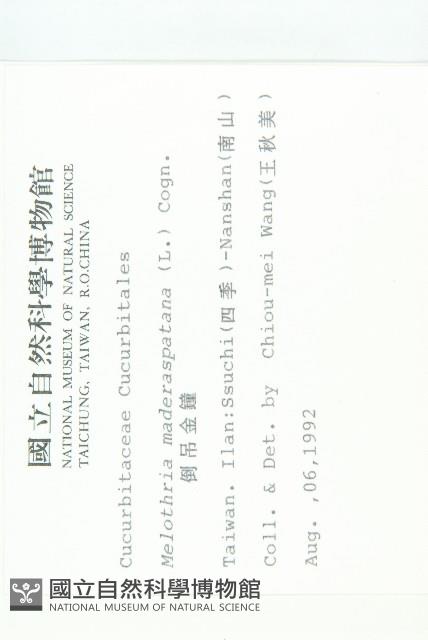 倒吊金鐘、天花藏品圖，第2張