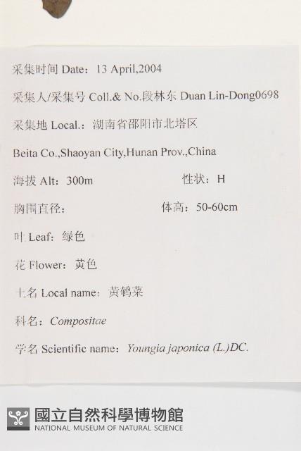 黃鵪菜藏品圖，第2張