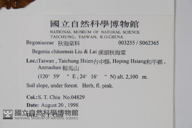 溪頭秋海棠藏品圖，第2張