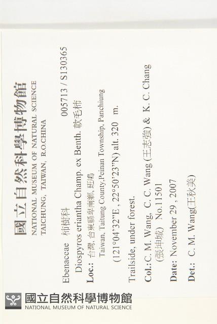 軟毛柿藏品圖，第2張