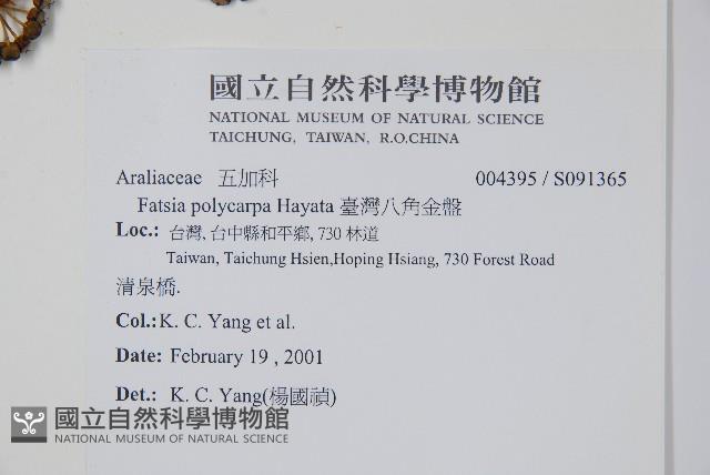 臺灣八角金盤藏品圖，第2張