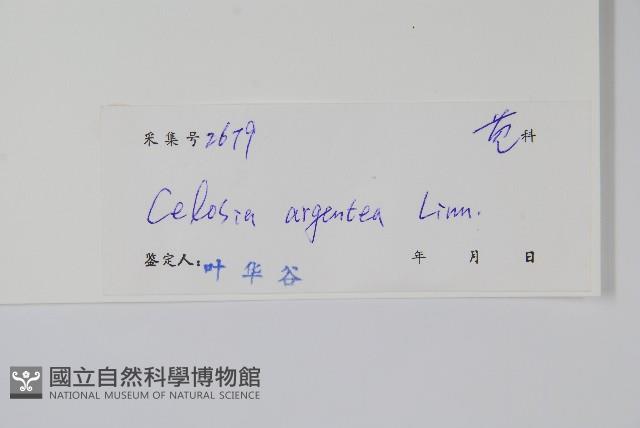 青葙藏品圖，第2張