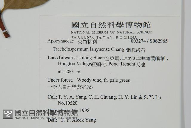 蘭嶼絡石藏品圖，第2張