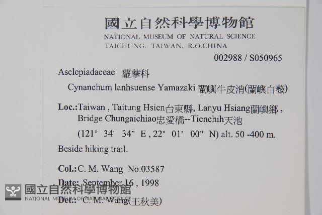 蘭嶼牛皮消、蘭嶼白薇藏品圖，第2張