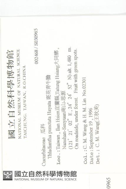 青牛膽藏品圖，第2張