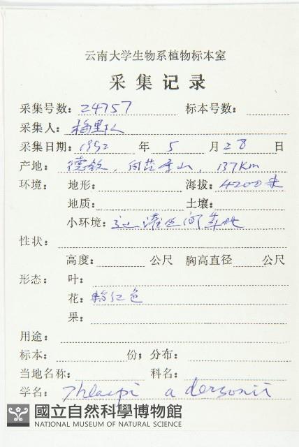 西藏菥蓂藏品圖，第2張